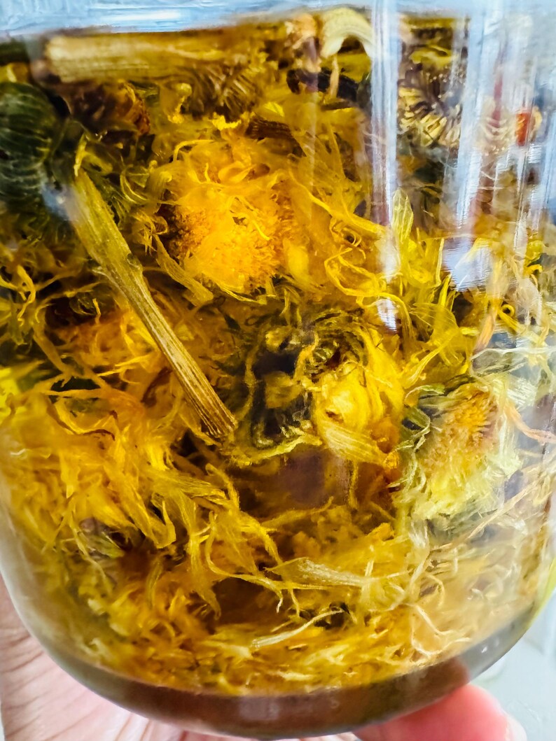 Calendula Healing Salve: Olive Oil Infusion (2oz)